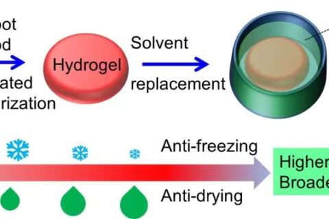 中山大學吳進《ACS AMI》：基于熱穩(wěn)定、自修復有機水凝膠的高靈敏、可拉伸溫度傳感器