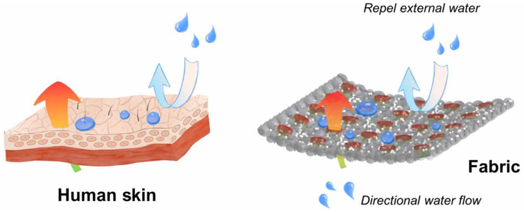 新型功能織物，讓你告別“汗噠噠”的夏天，外層疏水，內(nèi)層排汗?，像皮膚一樣！