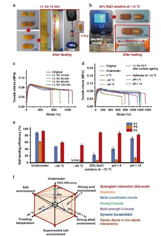 高度可拉伸自修復彈性體，可在各種極端條件下實現(xiàn)自修復