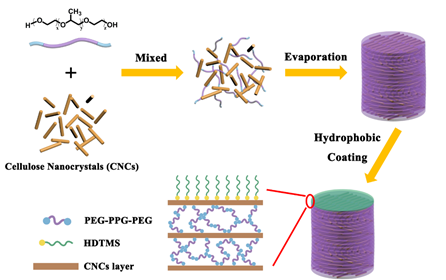 上海交通大學王新靈教授《ACS AMI》：有機溶劑可致變色的表面疏水纖維素納米晶薄膜