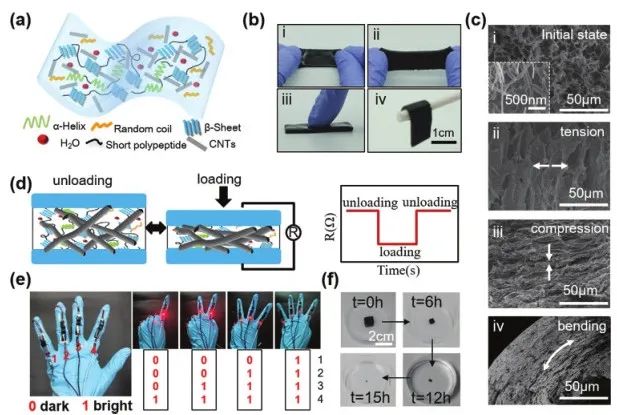 《Adv.Sci.》：可檢測、治療癲癇病的酶降解絲質(zhì)水凝膠傳感器