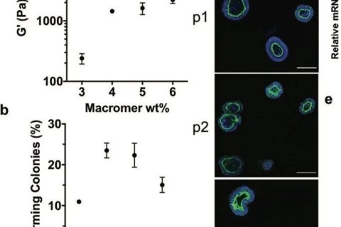 ?僅15秒！《AM》超快光降解生物水凝膠支架用于類器官傳代