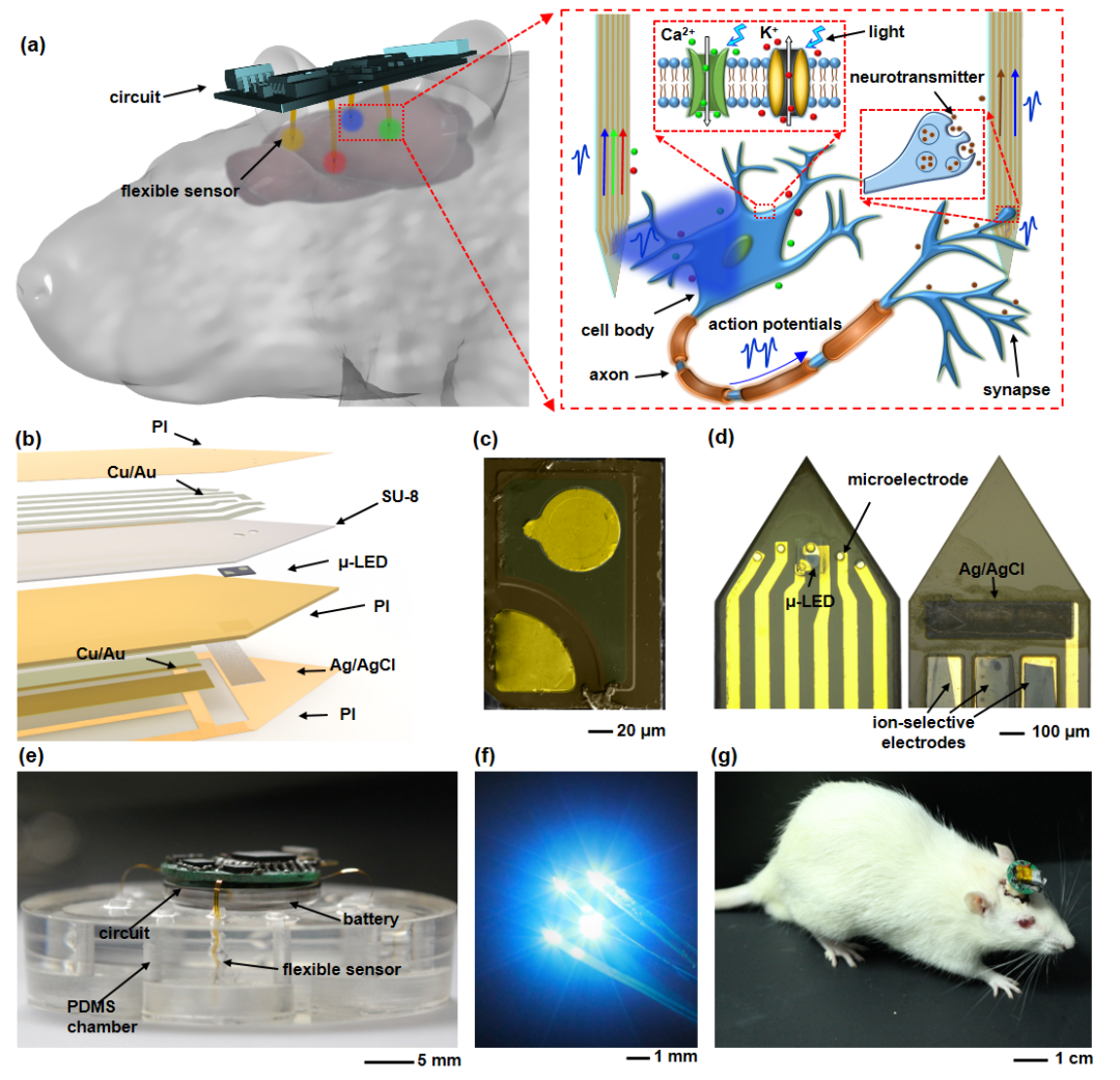 天津大學黃顯團隊《AFM》：“八爪魚”——用于多腦區(qū)光電刺激和生理檢測的多通道植入式柔性電子器件