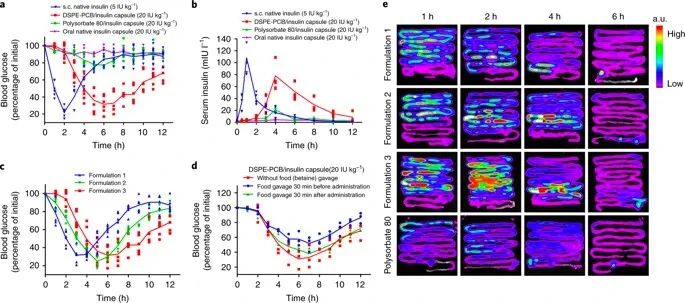 美國韋恩州立大學(xué)曹智強(qiáng)《Nat.Nanotech.》:高效口服胰島素問世，兩性膠束遞送胰島素?zé)o需打開緊密連接