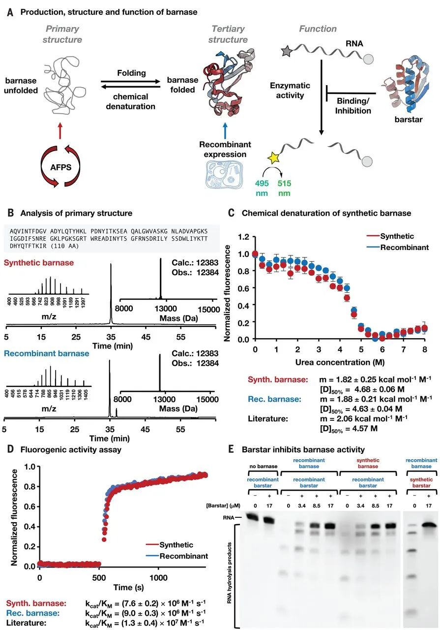 蛋白質(zhì)合成革命！MIT《Science》：自動(dòng)流動(dòng)化學(xué)法合成多種蛋白質(zhì)