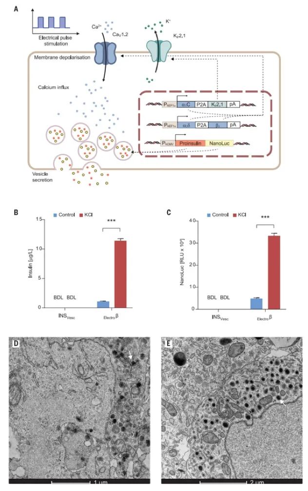 華師大/西湖大學(xué)《Science》重磅：無(wú)線電控制精準(zhǔn)治療I-型糖尿病，僅需植入硬幣大小的生物器件！