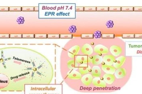 浙江大學(xué)計劍教授研究團(tuán)隊開發(fā)用于腫瘤滲透加強(qiáng)與藥物靶向傳遞的雙響應(yīng)動態(tài)解組裝納米載體