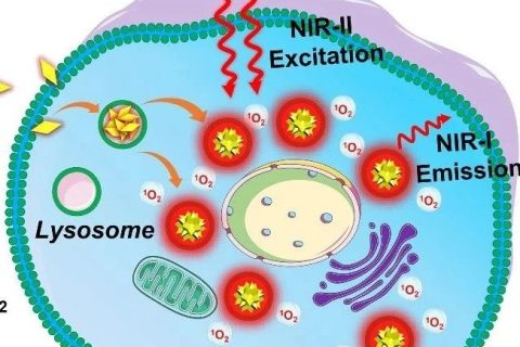 近紅外二區(qū)光激發(fā)有機光敏劑實現(xiàn)精準高效雙光子光動力治療