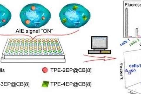 唐本忠院士團隊：用AIE分子打造細胞“照妖鏡”，可區(qū)分細胞系、評估細胞污染和鑒別癌細胞