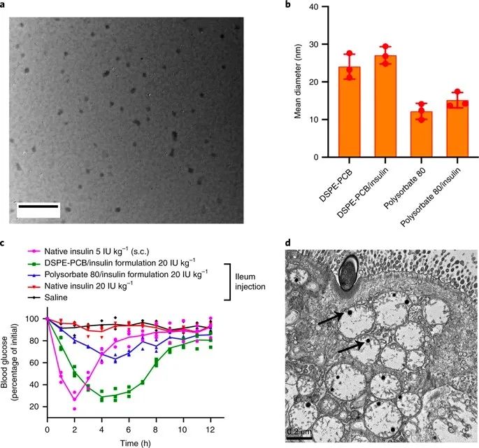 美國韋恩州立大學(xué)曹智強(qiáng)《Nat.Nanotech.》:高效口服胰島素問世，兩性膠束遞送胰島素?zé)o需打開緊密連接