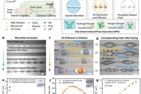 微流控仿蛛絲纖維模板法可控制備功能化沙漏型微纖維
