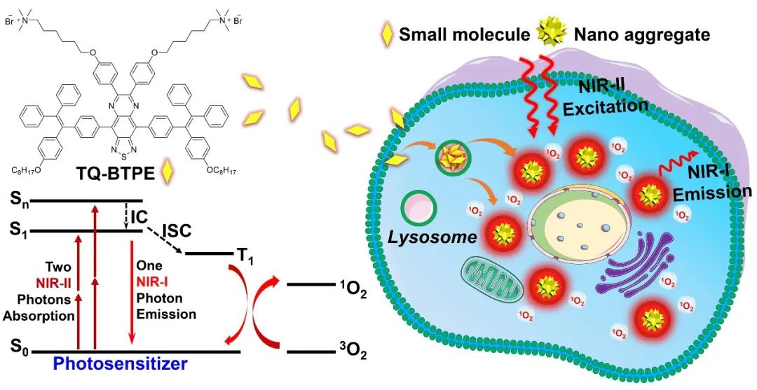 新加坡國立大學劉斌教授團隊：近紅外二區(qū)光激發(fā)有機光敏劑實現(xiàn)精準高效雙光子光動力治療