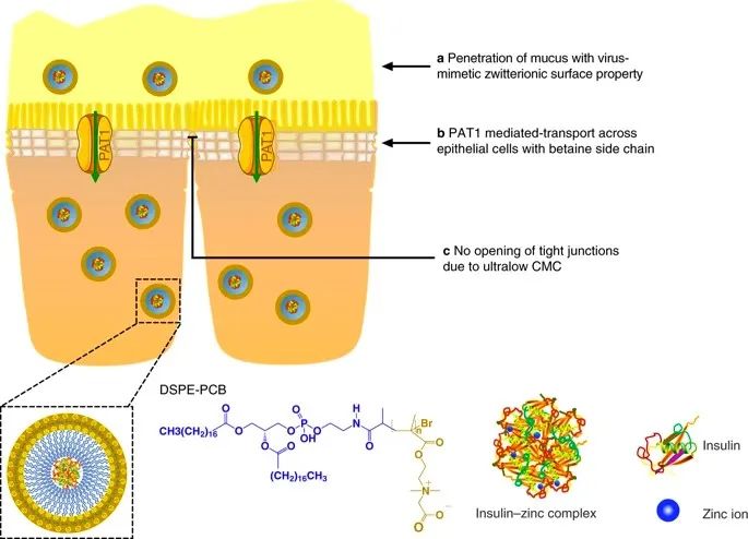 美國韋恩州立大學(xué)曹智強(qiáng)《Nat.Nanotech.》:高效口服胰島素問世，兩性膠束遞送胰島素?zé)o需打開緊密連接