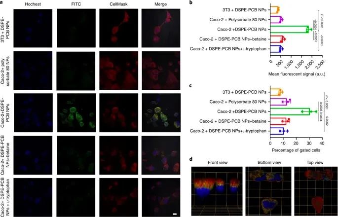 美國韋恩州立大學(xué)曹智強(qiáng)《Nat.Nanotech.》:高效口服胰島素問世，兩性膠束遞送胰島素?zé)o需打開緊密連接