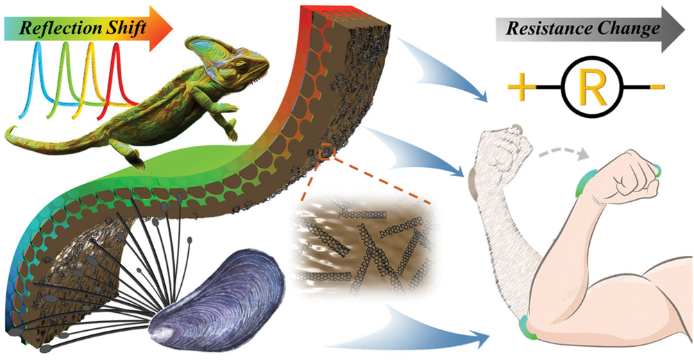 趙遠(yuǎn)錦團(tuán)隊(duì)：當(dāng)“貽貝”遇上“變色龍”！生物啟發(fā)的柔性傳感器，除了電響應(yīng)，還能可視化！