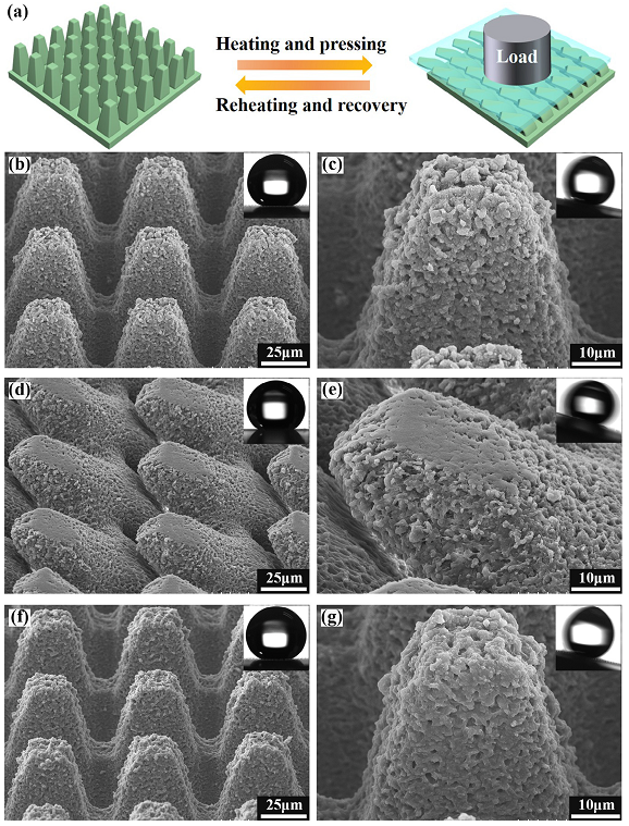 西安交通大學(xué)陳烽教授團(tuán)隊(duì)：飛秒激光構(gòu)建可調(diào)超疏水形狀記憶微結(jié)構(gòu)