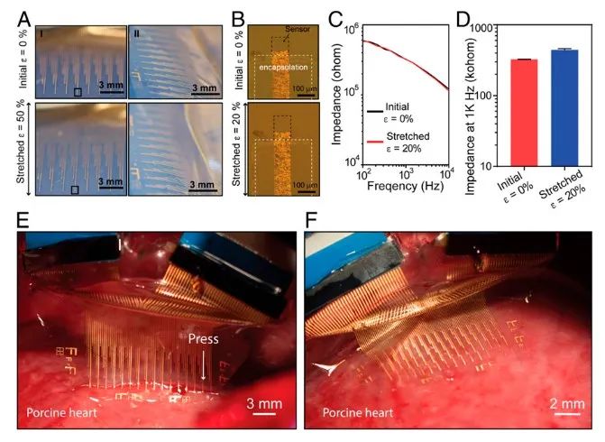 斯坦福大學(xué)鮑哲南團隊：柔性電子新突破！細胞級分辨率心電監(jiān)測，守護人類健康