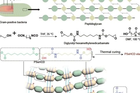 東華大學游正偉《NSR》：21秒！超快自主自修復生物友好型彈性體