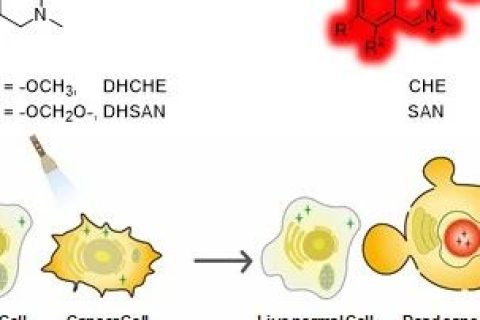 光激活二氫生物堿用于癌細胞的高時空分辨成像及精準化療