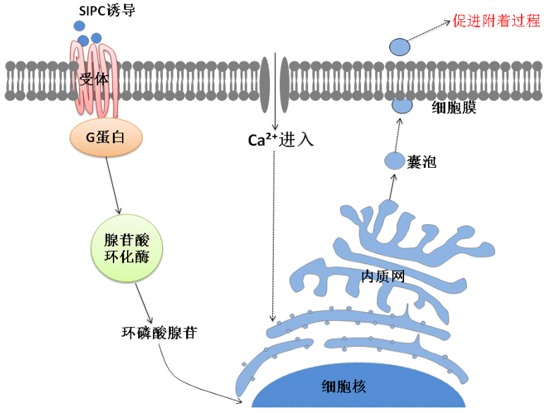 國防科技大學胡碧茹教授課題組：海洋強勢污損生物—藤壺?附著機制研究進展