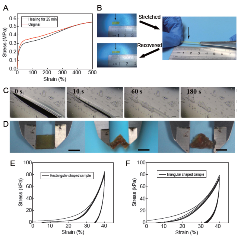 東華大學(xué)游正偉《NSR》：21秒！超快自主自修復(fù)生物友好型彈性體