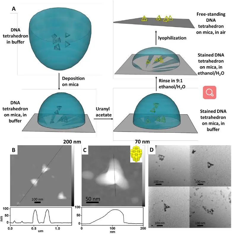 匹茲堡大學(xué)劉海濤/哈佛大學(xué)尹鵬《ACS Nano》：低密度，高強(qiáng)度的3D獨(dú)立DNA納米結(jié)構(gòu)雜化材料