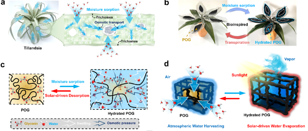 寧波材料所陳濤團(tuán)隊(duì)《Angew》：受鐵蘭啟發(fā)的仿生有機(jī)凝膠進(jìn)行大氣水分收集！