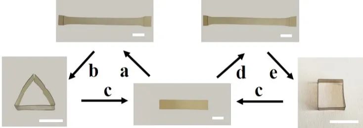 浙江大學(xué)計劍、沈介澤：透過現(xiàn)象用本質(zhì)！一種受高分子粘彈性啟發(fā)的形變策略