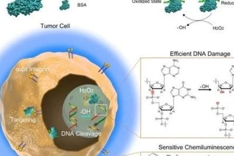 北京工業(yè)大學高學云團隊《Sci.Adv.》：原位動態(tài)觀測腫瘤治療效果的新方法