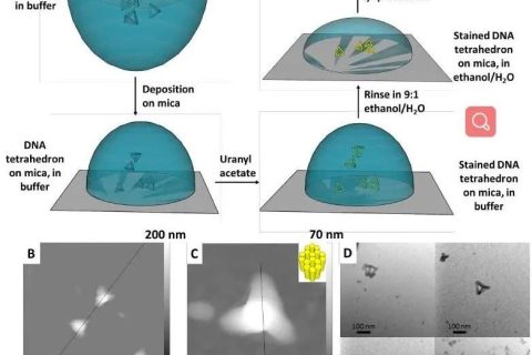 低密度，高強(qiáng)度的3D獨(dú)立DNA納米結(jié)構(gòu)雜化材料