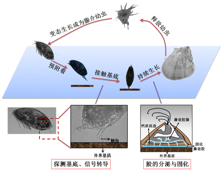 國防科技大學胡碧茹教授課題組：海洋強勢污損生物—藤壺?附著機制研究進展