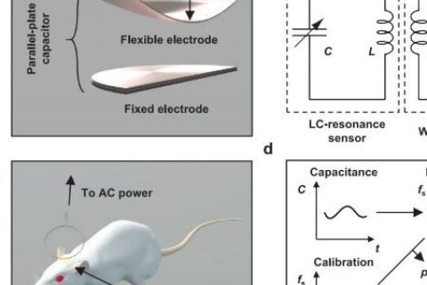 柔性電子大佬/西北大學(xué)Rogers團(tuán)隊最新成果：可降解植入式生物傳感器