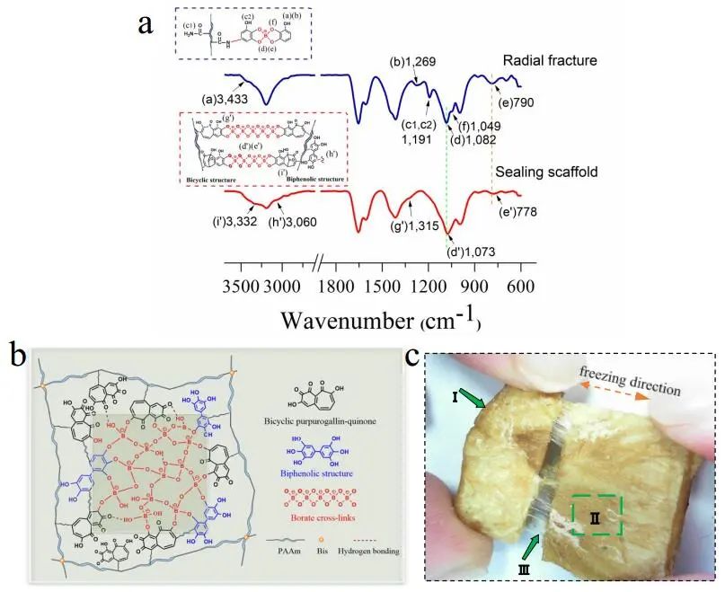 江漢大學(xué)曹一平《ACS Nano?》：仿生新成果！響應(yīng)空氣-水的復(fù)合材料，具有優(yōu)異的隔熱、自修復(fù)和自生長能力