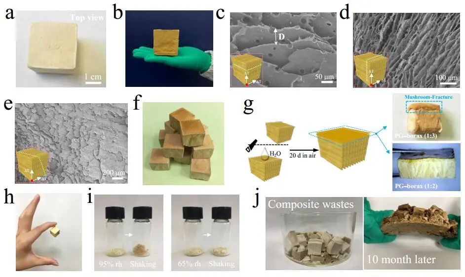 江漢大學(xué)曹一平《ACS Nano?》：仿生新成果！響應(yīng)空氣-水的復(fù)合材料，具有優(yōu)異的隔熱、自修復(fù)和自生長能力