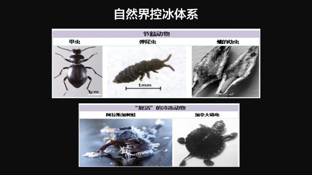 王健君：實(shí)證百年科學(xué)猜想，人體凍存未來(lái)可期