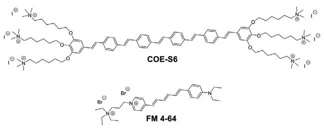 新加坡國(guó)立大學(xué)《AFM?》：肉眼可見(jiàn)！共軛低聚電解質(zhì)助力革蘭氏細(xì)菌的區(qū)分