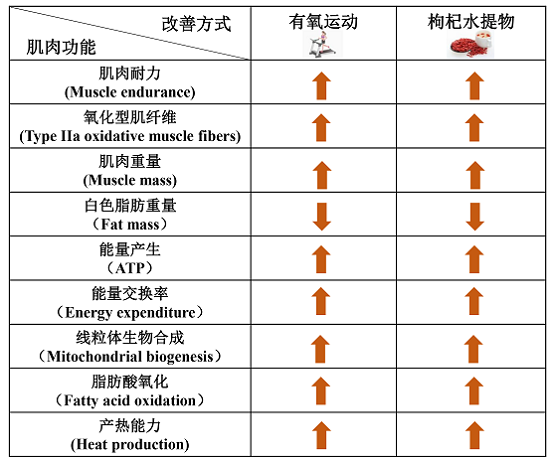 “保溫杯里放枸杞”的科學(xué)依據(jù)來了！中科院陳暢團(tuán)隊揭示枸杞堅筋骨的科學(xué)含義及作用機(jī)制