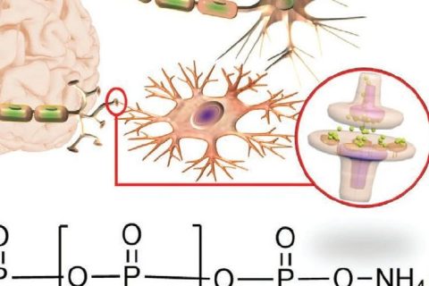 火燒、輻射都不怕，全無機(jī)離子聚合物憶阻器實現(xiàn)高性能柔性人工突觸