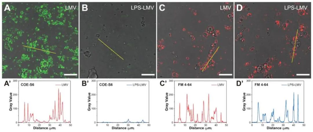 新加坡國(guó)立大學(xué)《AFM?》：肉眼可見(jiàn)！共軛低聚電解質(zhì)助力革蘭氏細(xì)菌的區(qū)分