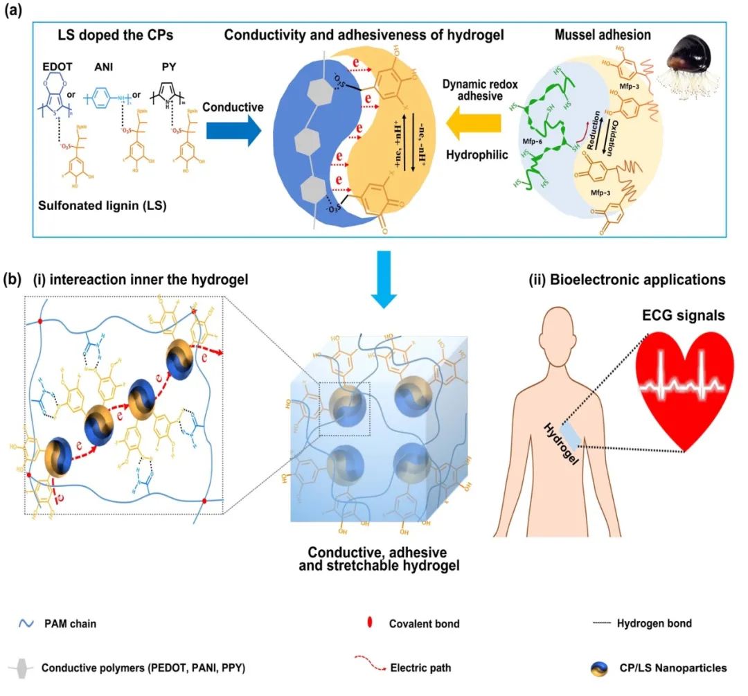 西南交通大學魯雄團隊《納微快報》：受貽貝啟發(fā)的氧化還原活性導電聚合物納米顆粒用于制備導電粘附水凝膠