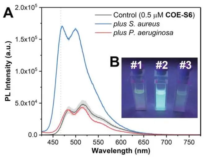 新加坡國(guó)立大學(xué)《AFM?》：肉眼可見(jiàn)！共軛低聚電解質(zhì)助力革蘭氏細(xì)菌的區(qū)分