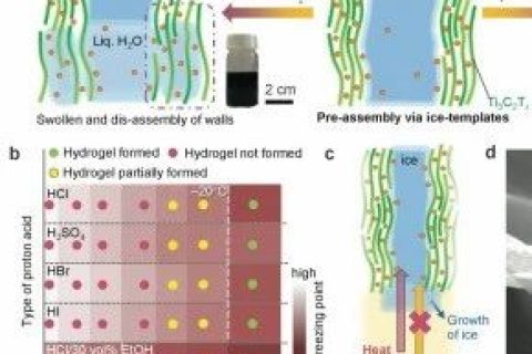 ?清華大學李春《ACS Nano》：純MXene水凝膠基質