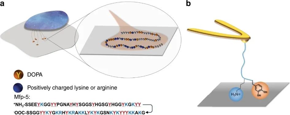 《自然·通訊》：追尋本質(zhì)！探究Lys-DOPA濕粘合劑的分子設(shè)計(jì)原理