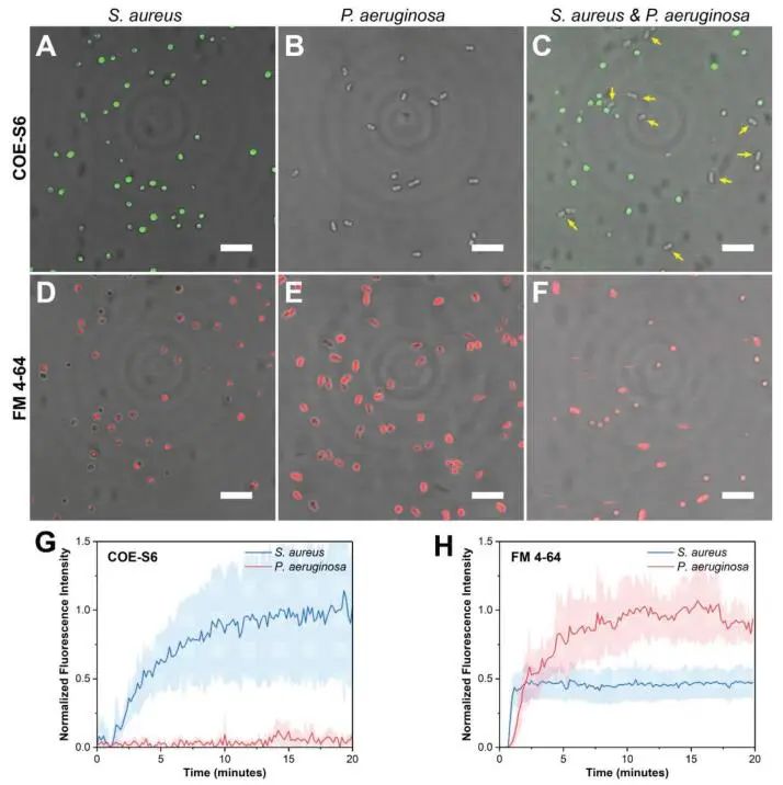 新加坡國(guó)立大學(xué)《AFM?》：肉眼可見(jiàn)！共軛低聚電解質(zhì)助力革蘭氏細(xì)菌的區(qū)分