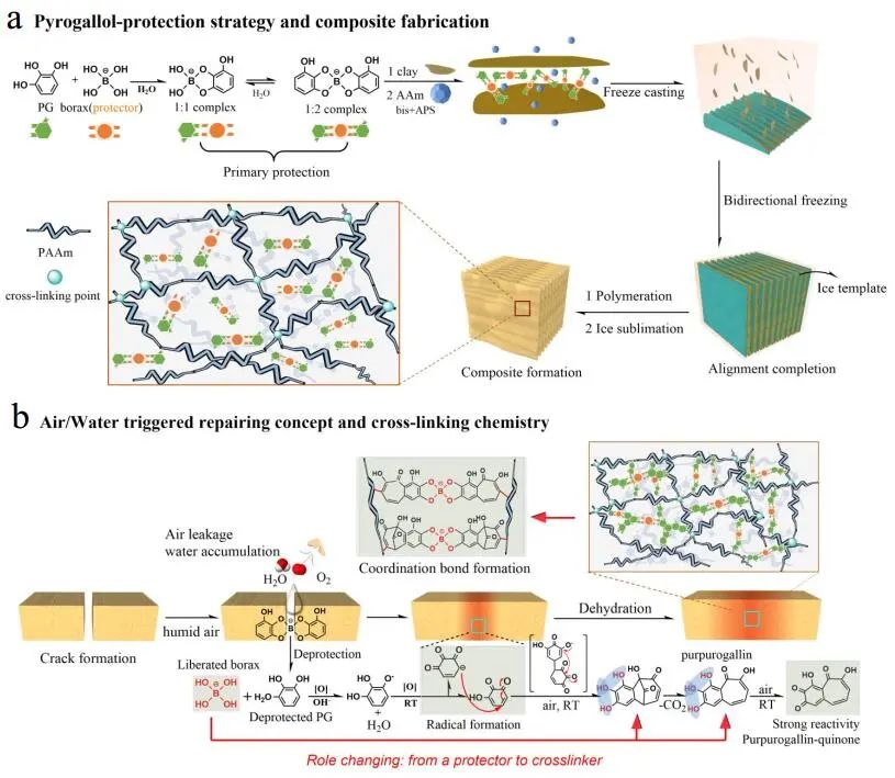 江漢大學(xué)曹一平《ACS Nano?》：仿生新成果！響應(yīng)空氣-水的復(fù)合材料，具有優(yōu)異的隔熱、自修復(fù)和自生長能力