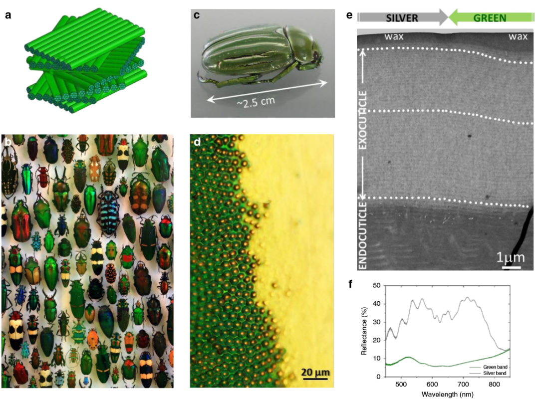 《Nature》子刊：仿昆蟲表皮的膽甾型圖案設(shè)計用于密碼學(xué)標(biāo)簽！