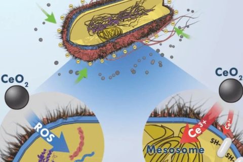 目標(biāo)→沒(méi)有蛀牙，氧化鈰納米顆?；虺芍揽诵? decoding=