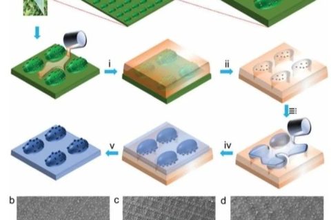 鄭州大學《Mater. Horiz.》：超高應變生物基形狀記憶聚合物！