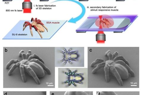 清華大學孫洪波、吉林大學張永來：飛秒激光仿生制造人工肌肉骨骼系統(tǒng)