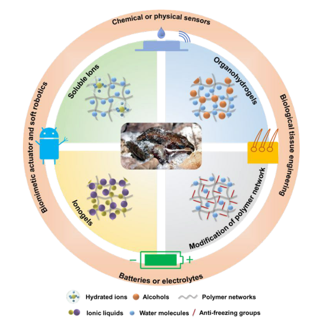 ?如何讓水凝膠不畏嚴(yán)寒？《Mater. Horiz.》綜述：在寒冷環(huán)境中保持軟濕材料活性的仿生防凍聚合物水凝膠